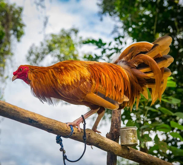 Gà chọi với thần thái uy nghiêm