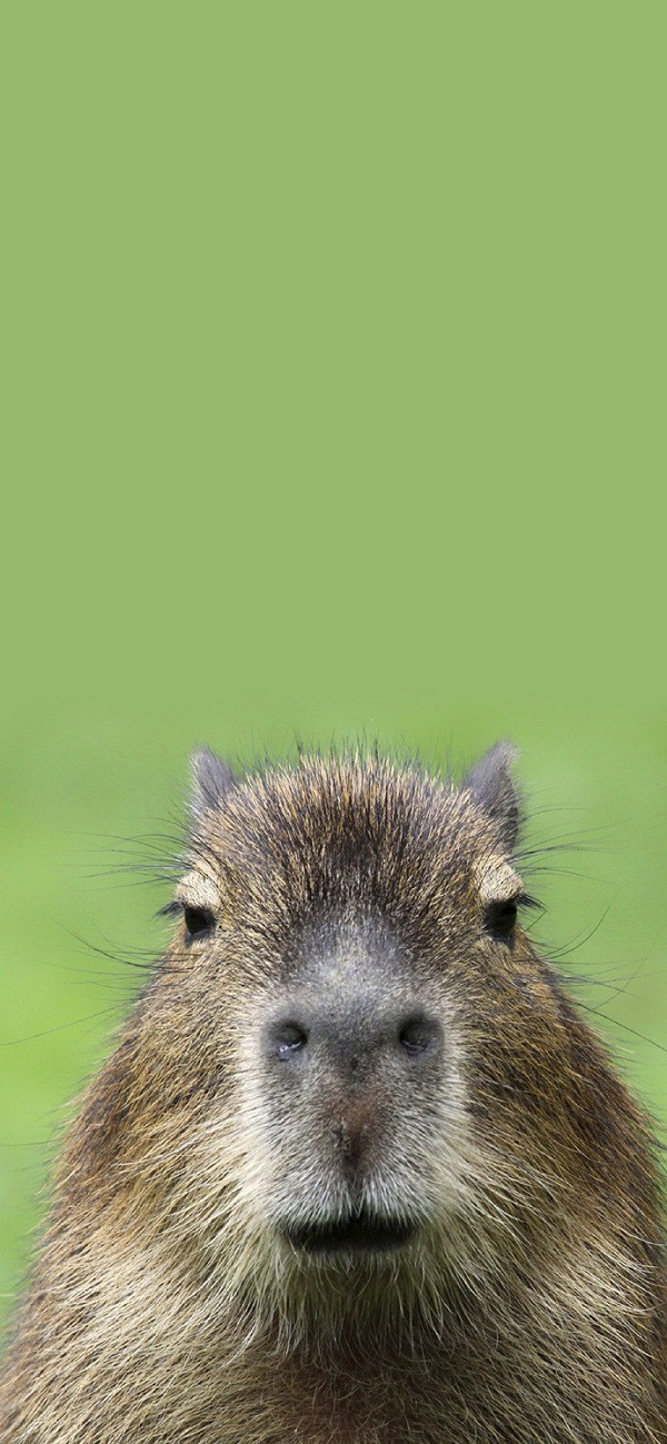 Hình nền Capybara đang ăn cỏ