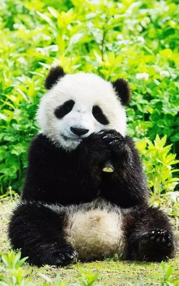 Hình nền gấu trúc panda 2