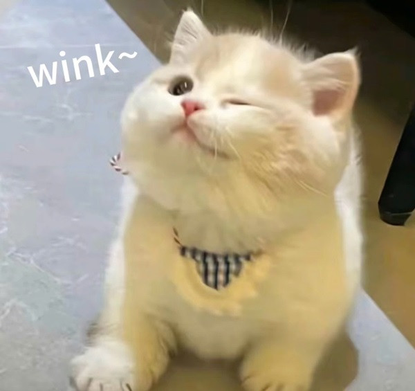 Meme mèo cute với vẻ mặt đáng yêu