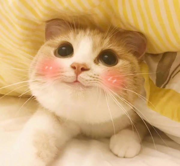 Meme mèo cute với biểu cảm ngây thơ